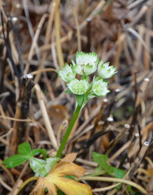 Astrantia-StarofBillion.15-1.jpg