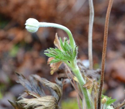 Anemone_sylvestrii.15-1.jpg