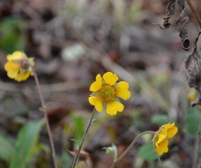 Geum-GelbeSchwester.15-2.jpg