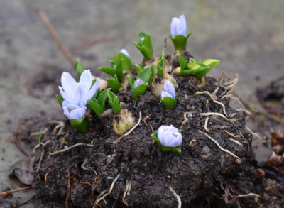 Scilla_mischtschenkoana.15-1.jpg