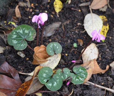 Cyclamen_coum.15-3.jpg