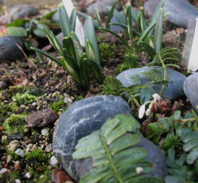 Pteridopyllum racemosum & Galanthus plicatus ssp. byzantinus   ...    23.12.15 017.jpg