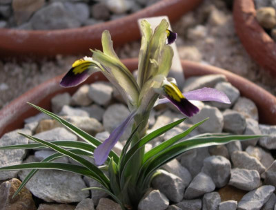 Iris narbuttii 23.12.15.JPG