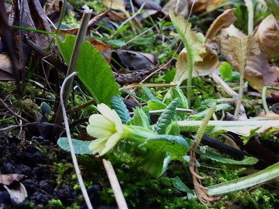 primula veris.jpg