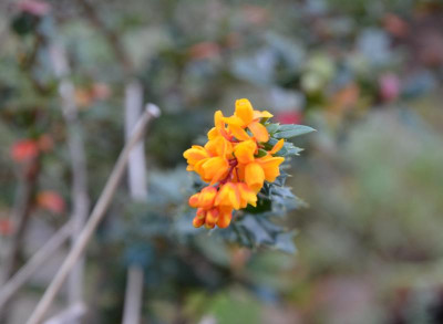 Berberis-MysteryFire.15-1.jpg