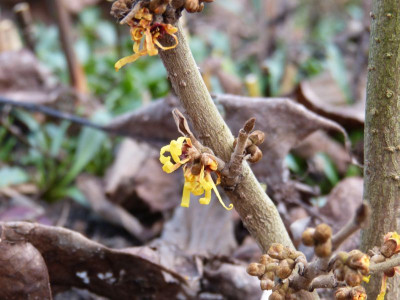 2015-12-23 Hamamelis 'Harry'.jpg