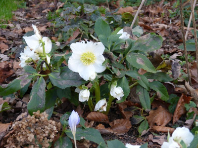 2015-12-23 Helleborus niger 1.jpg