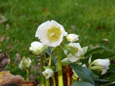 2015-12-23 Helleborus niger 2.jpg