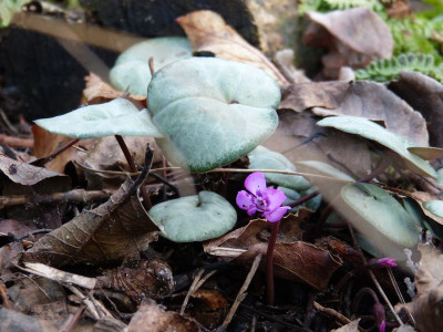 2015-12-23 Cyclamen coum.jpg