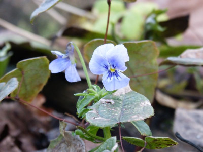 2015-12-23 Viola.jpg
