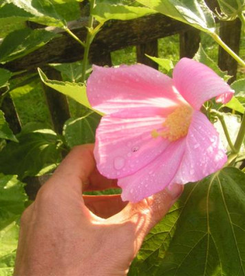 Hibiscus_palustris_Hand_Small.jpg