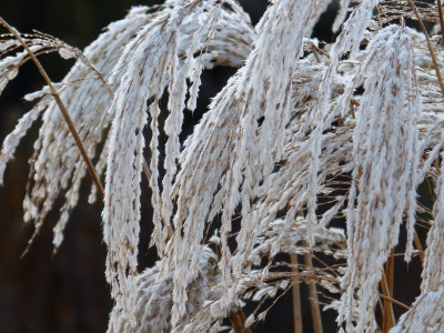 2015-12-24 Gartenimpressionen 1.jpg