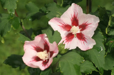 hibiscus_syriacus_hamabo_4170.jpg