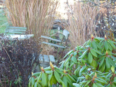 2015-12-24 Gartenimpressionen 2.jpg