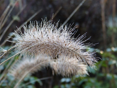 2015-12-24 Gartenimpressionen 3.jpg