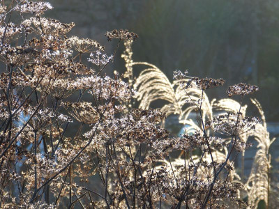 2015-12-24 Gartenimpressionen 4.jpg