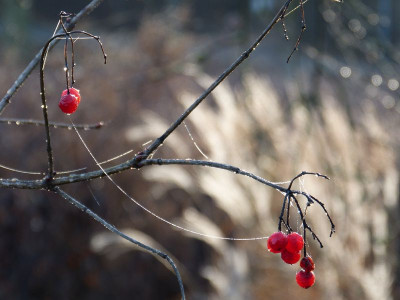 2015-12-24 Gartenimpressionen 5.jpg