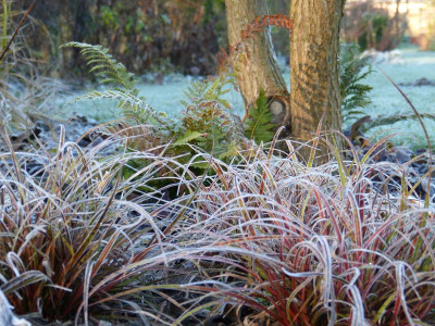 2015-12-24 Gartenimpressionen 6.jpg
