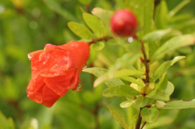 punica_4167.jpg