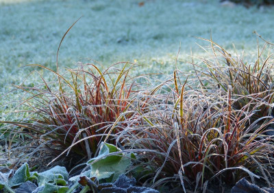 2015-12-24 Gartenimpressionen 7.jpg