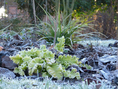 2015-12-24 Gartenimpressionen 8.jpg