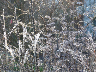 2015-12-24 Gartenimpressionen 9.jpg