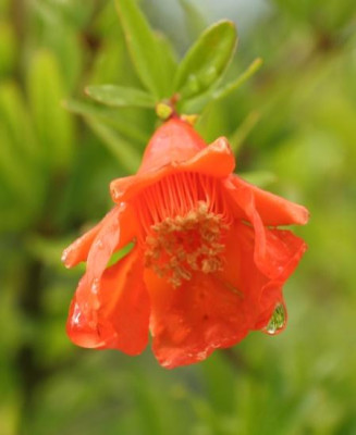punica_4168.jpg