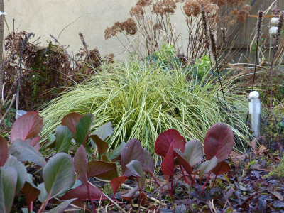 2015-12-24 Gartenimpressionen 13.jpg