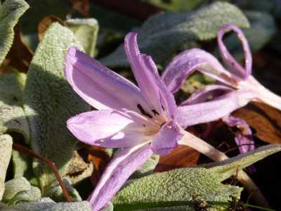 2015-12-24 Gartenimpressionen 12.jpg