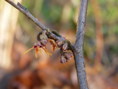 2015-12-24 Hamamelis 'Jelena'.jpg