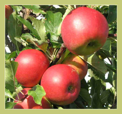 APFEL_SO_2708_R.jpg