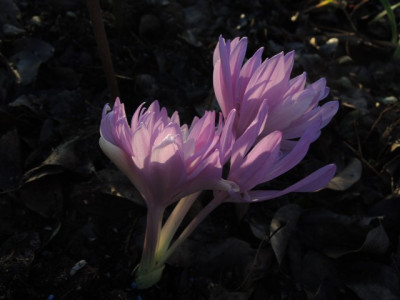 DSCN8852_1093.JPG