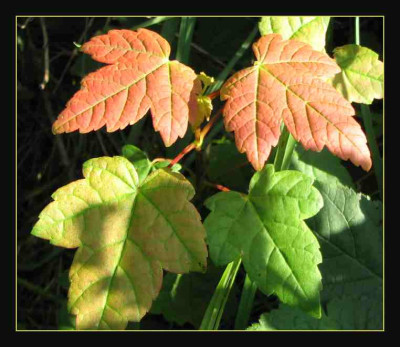 BLATT_SO_2708_R.jpg