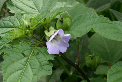 Physo1.jpg
