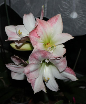 05 Amaryllis Blüte 24.12.2015.jpg