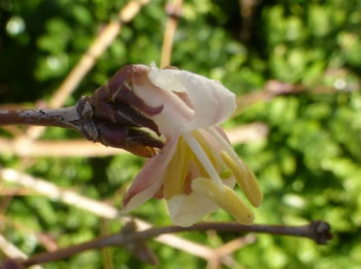 Lonicera_fragrantissima.jpg