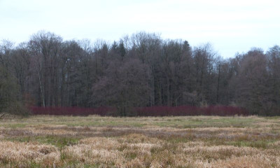 2015-12-25 Schlosspark Wiesenburg 3.jpg
