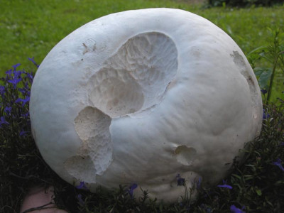 riesenbovist_angeknabbert.jpg
