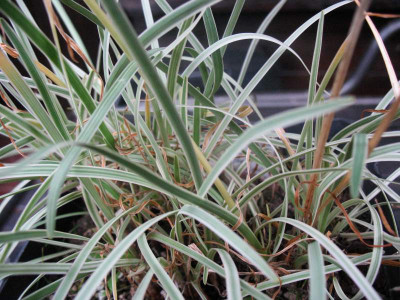 Tulbaghia violacea 'Varegata'  Syn. 'Silver Lace'  ...  24.12.15 016.jpg