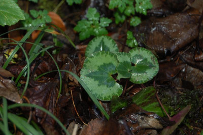 DSC_0471.JPG