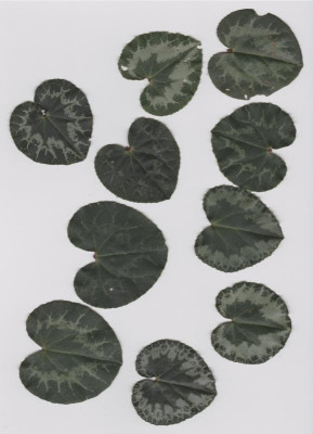 cyclamen.jpg