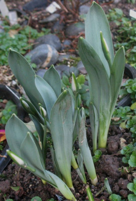 Galanthus  ...  26.12.15 002.jpg