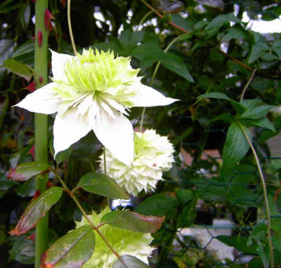 26.8.06.Clematis_florida_Alba_Plena__030.JPG