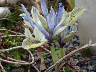 IMGP0106.JPG