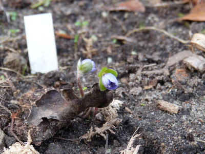 2015-12-27 Hepatica 'Blumenstadt Erfurt'.jpg