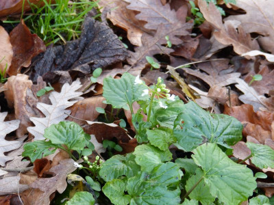 2015-12-27 Pachyphragma macrophyllum.jpg