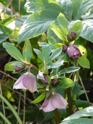 2015-12-27 Helleborus orientalis ssp. abchasicus.jpg