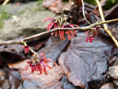 2015-01-17 Hamamelis 'Diane'.jpg