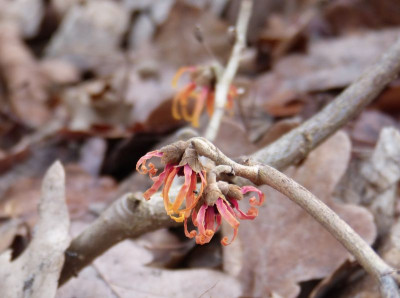 2015-12-27 Hamamelis 'Diane'.jpg