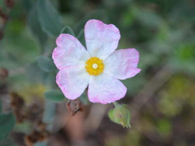 cistus-Grayswood_Pink.15-4.jpg